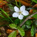 Wildflower, Charles Towne Landing State Historic Site, Charleston, SC by congaree