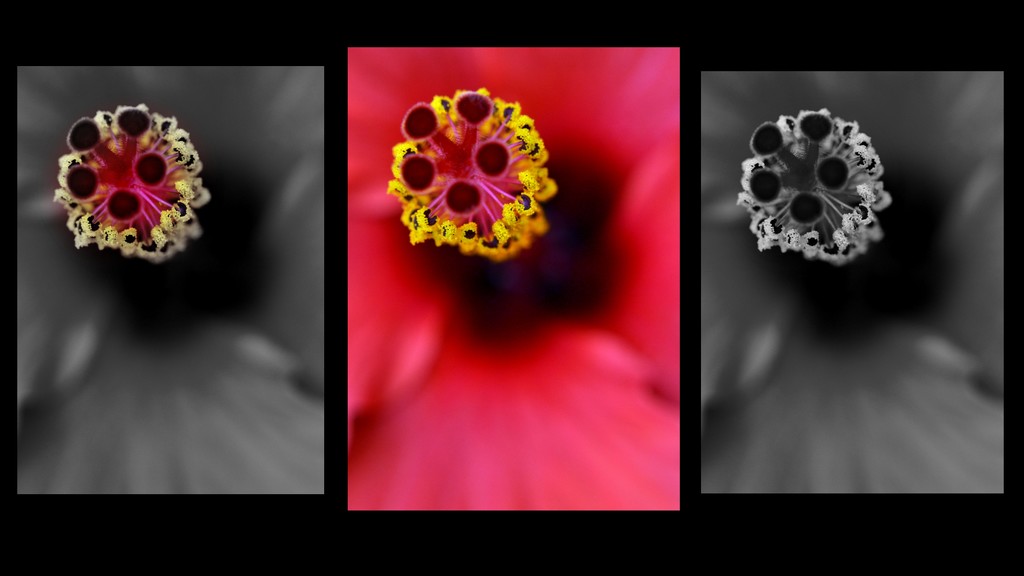 Macro Hibiscus  by dianeburns