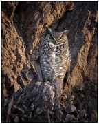 16th Apr 2016 - Great Horned Owl