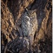 Great Horned Owl by aikiuser