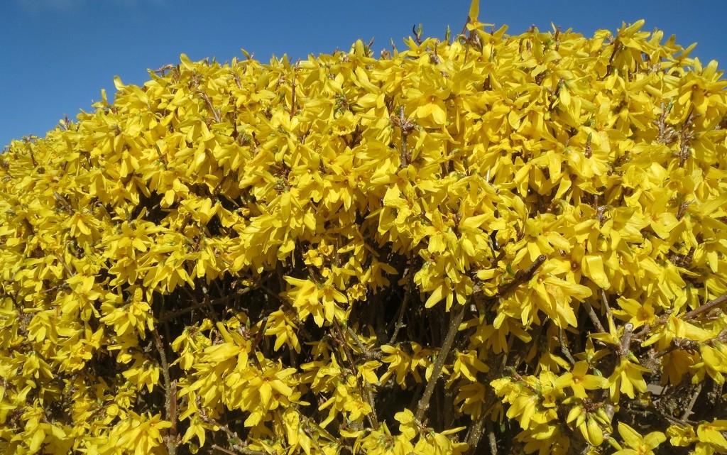 Forsythia in Bloom by foxes37
