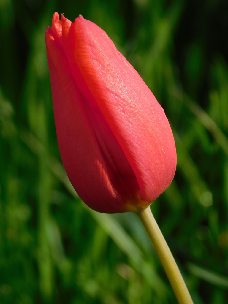 Tulip by 365anne