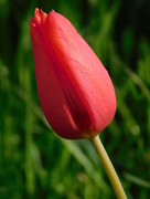 17th Apr 2016 - Tulip