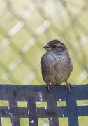 17th Apr 2016 - Small Sparrow
