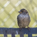 Small Sparrow by gardencat