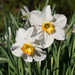 Narcissus Pair by falcon11