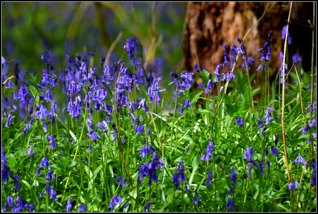 Bluebells in Sheerhatch Wood by rosiekind
