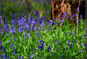 17th Apr 2016 - Bluebells in Sheerhatch Wood