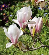 17th Apr 2016 - Sunny magnolias