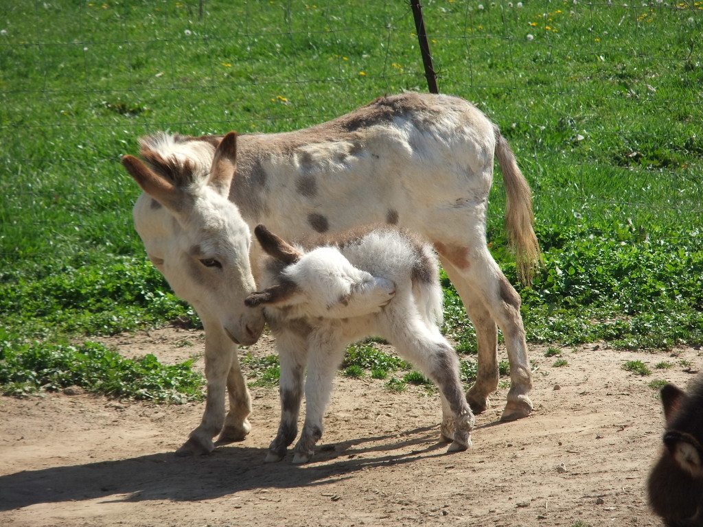 Mother and Child by gratitudeyear