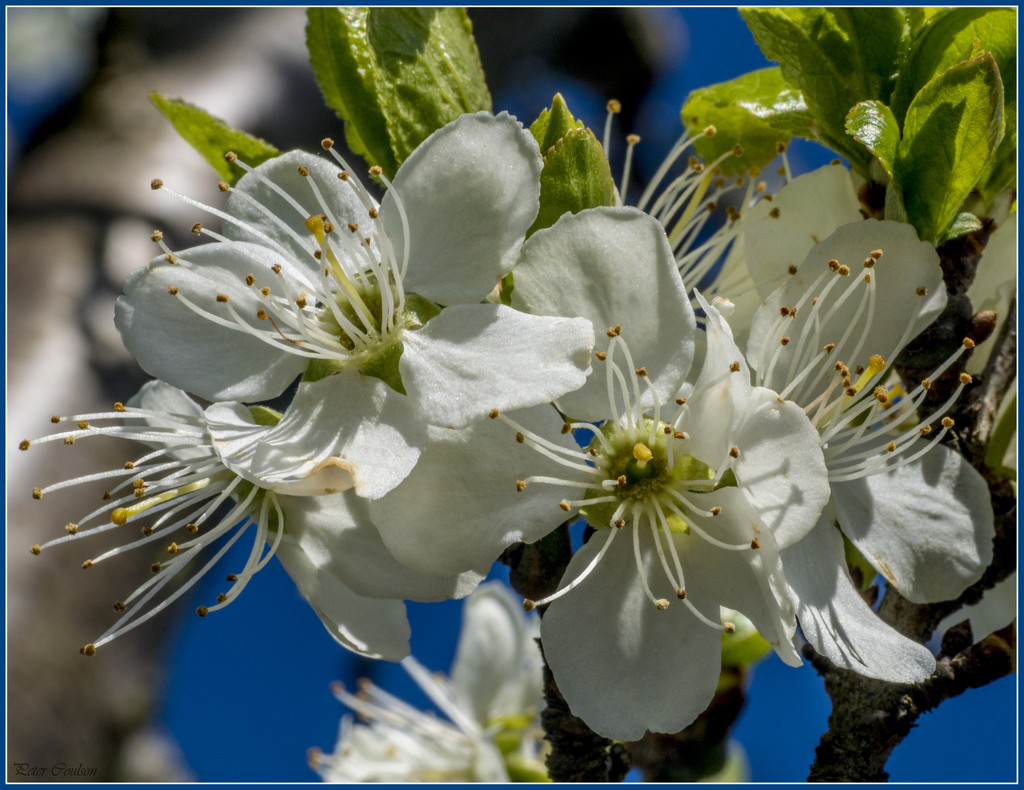 Plum Blossom 2 by pcoulson