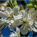 Plum Blossom 2 by pcoulson