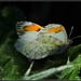 Ethereal Butterfly... by soylentgreenpics