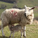 ewe and lamb by callymazoo