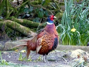 17th Apr 2016 -  Our Resident Cock Pheasant .....