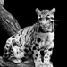 Clouded Leopard by leonbuys83