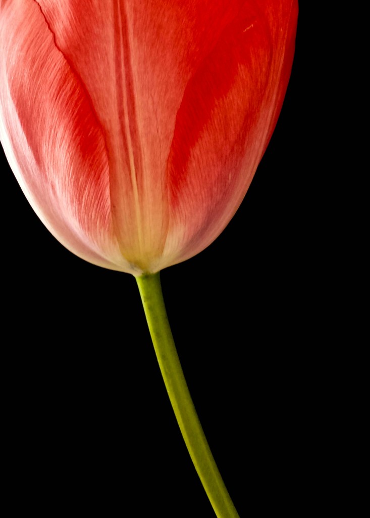 Tulip on black by m2016