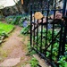 Roy's Garden by bizziebeeme