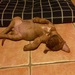 Puppy nap by sugarmuser