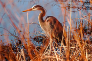 17th Apr 2016 - Blue Heron in the grasses