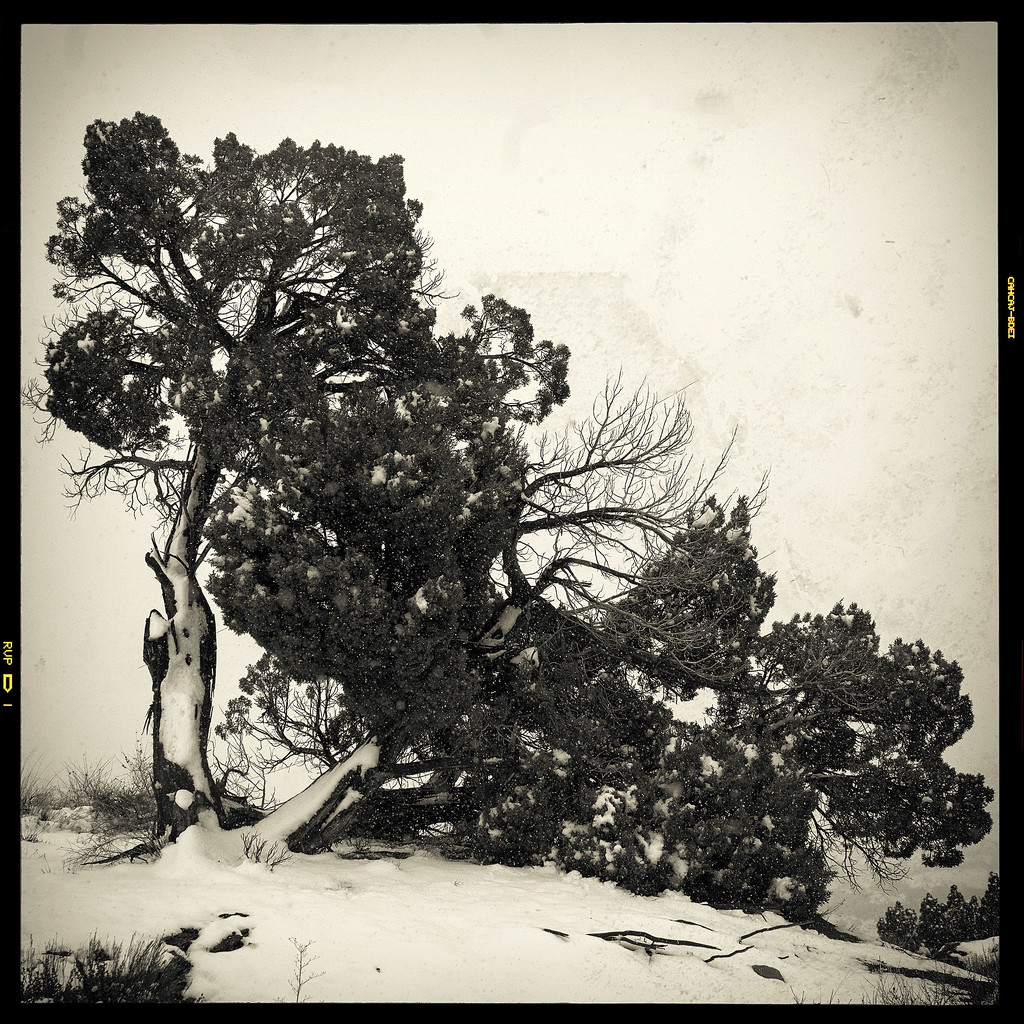 Snowy tree by jeffjones