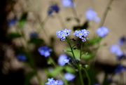17th Apr 2016 - Forget Me....Not