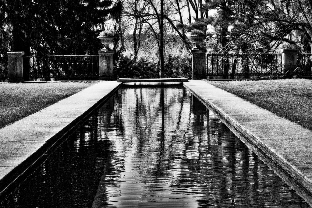 Black and White Botanical Garden  by mzzhope