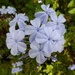 Plumbago by mimiducky