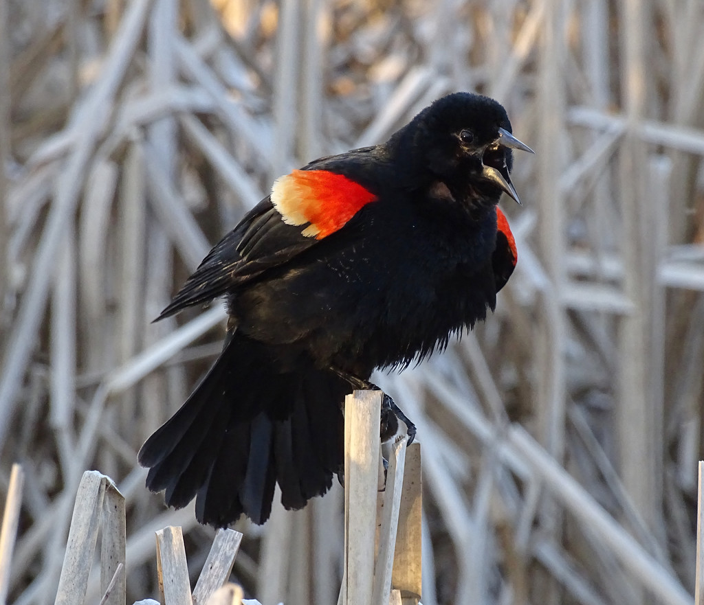 Red-winged Blackbird Displaying by annepann