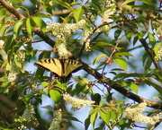 17th Apr 2016 - Swallowtail in the Wild Cherry Tree