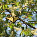 Swallowtail in the Wild Cherry Tree by cjwhite