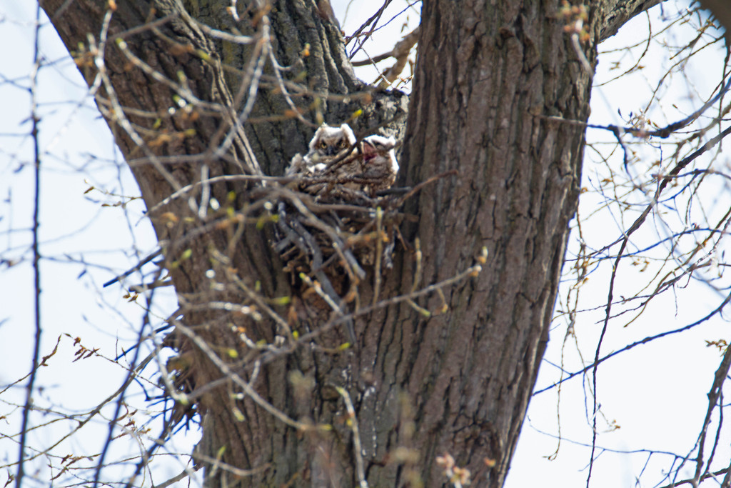 Great Horned Owl Babies by tosee