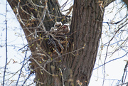 16th Apr 2016 - Great Horned Owl Babies