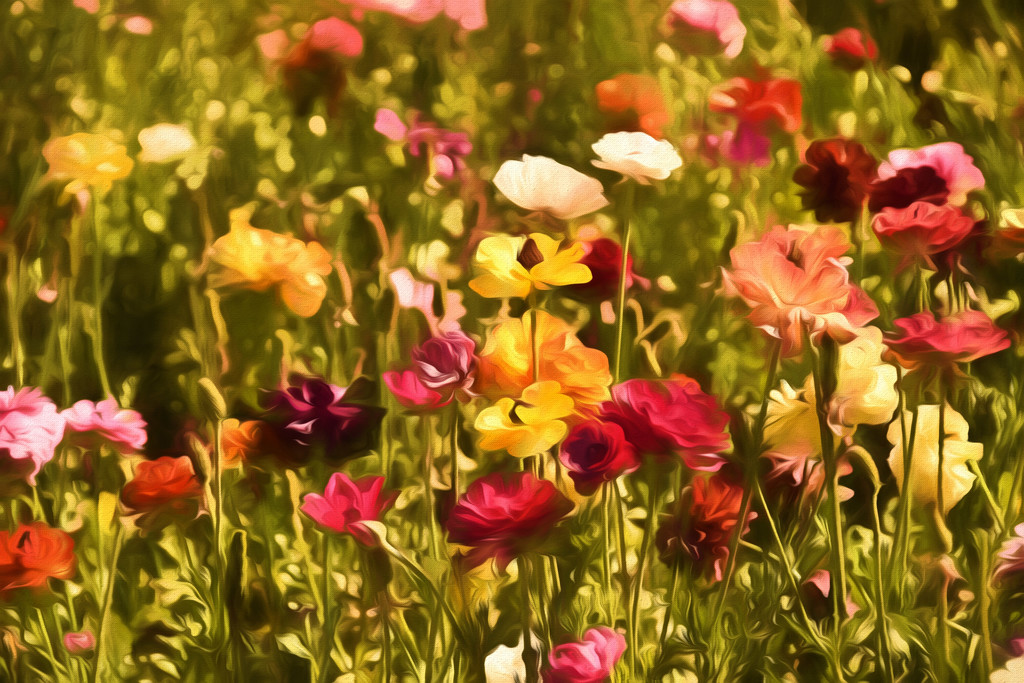 Flower Fields Impressionism by joysfocus