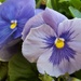 Pretty Purple Pansies  by jo38
