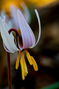 17th Apr 2016 - Trout Lily