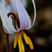 Trout Lily by rminer