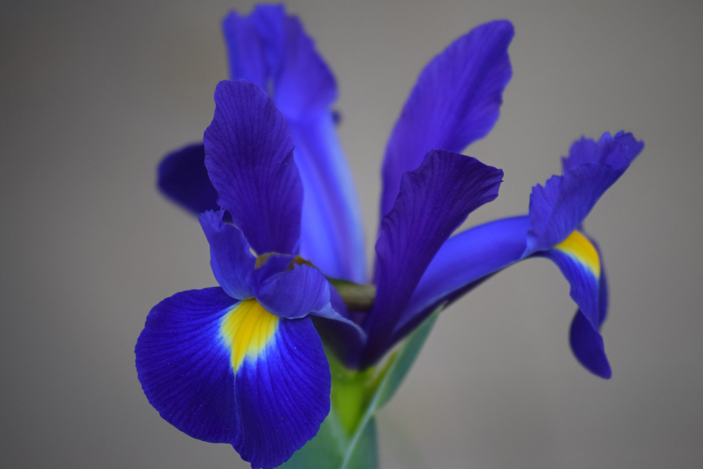 Japanese Iris by dsp2