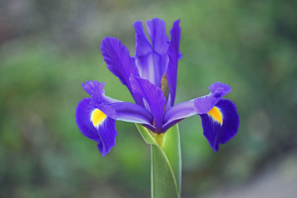 Japanese Iris-2 by dsp2
