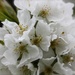 Ephemeral cherry blossom by jamibann