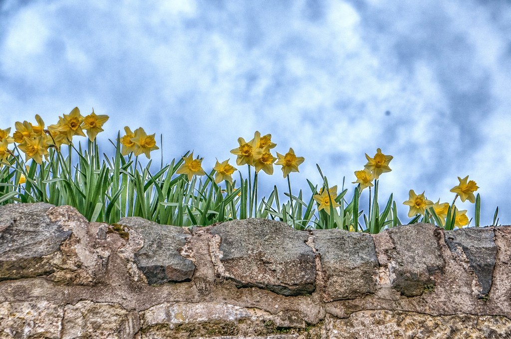 Daffodils by frequentframes