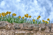 18th Apr 2016 - Daffodils