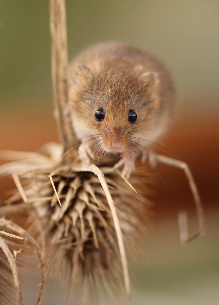 Harvest Mouse by shepherdmanswife