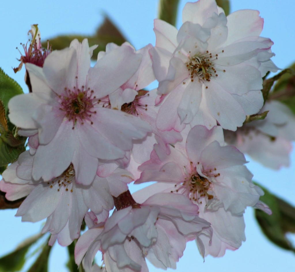 Cherry Blossom by wendyfrost