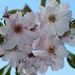 Cherry Blossom by wendyfrost