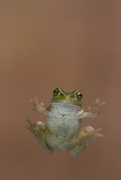 18th Apr 2016 - Hello froggie!