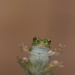 Hello froggie! by jodies