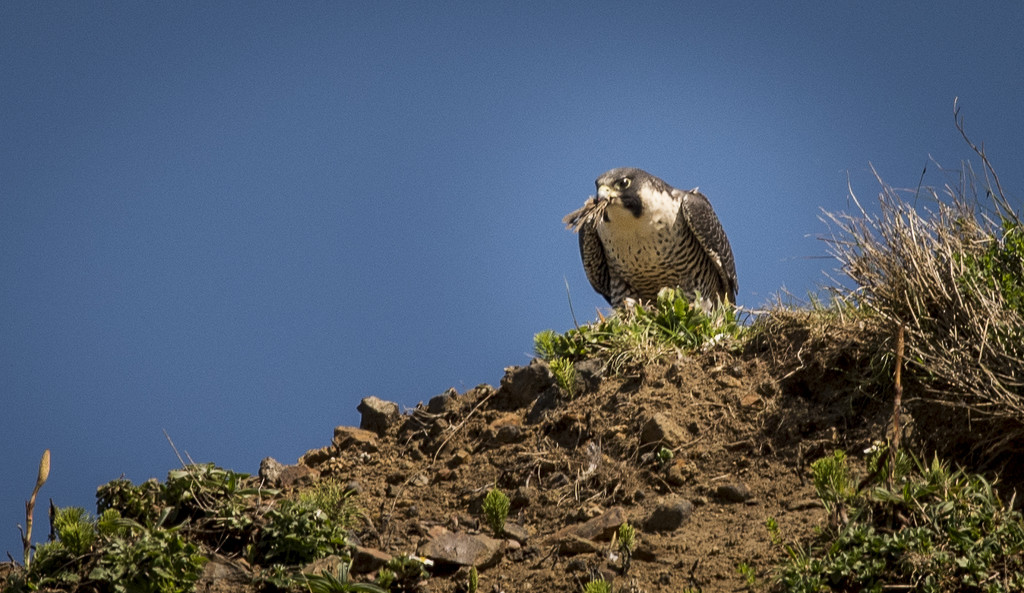 Peregrine Falcon with a Beak Full  by jgpittenger