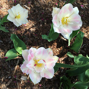 16th Apr 2016 - The Pink Flowers In The Garden