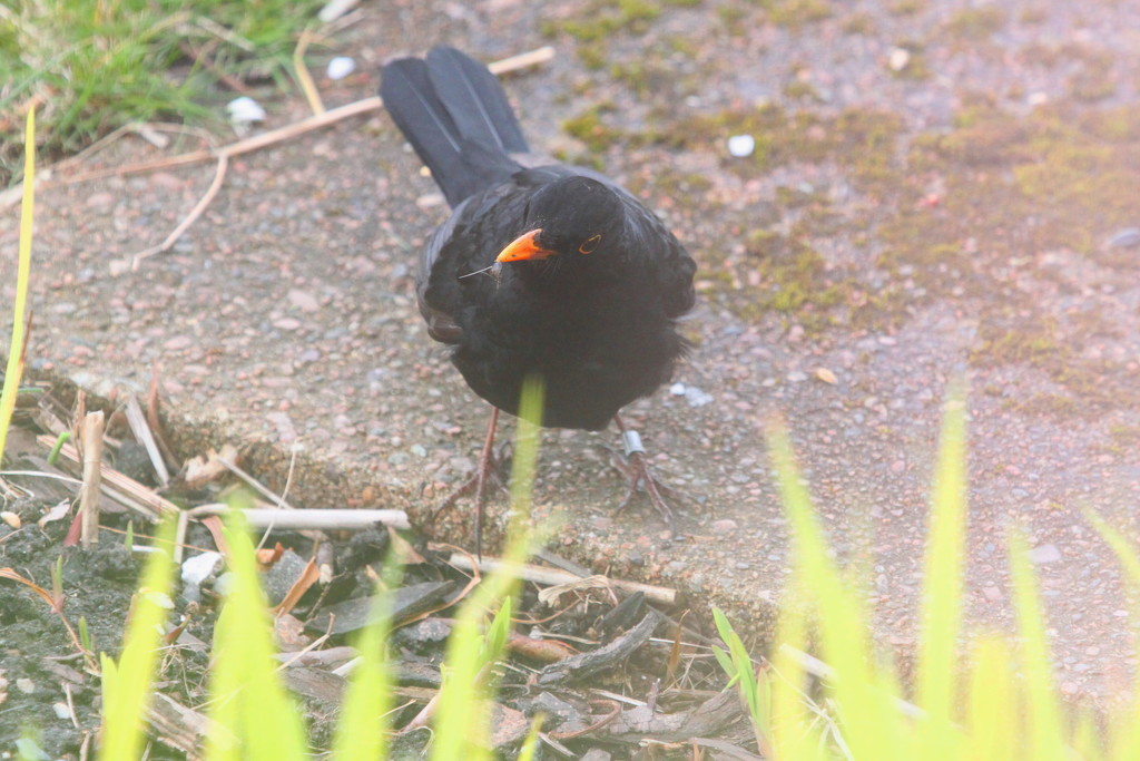 Ringed Blackbird by lifeat60degrees